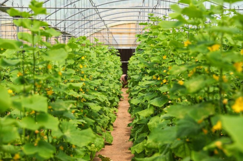 19.8 مليار درهم قيمة الإنتاج الزراعي بالدولة في 5 أعوام