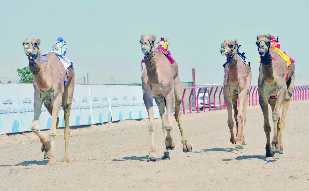 تحضيرات مكثفة في نادي الإبل الكويتي لإنجاح مهرجان بطولة سمو الأمير
